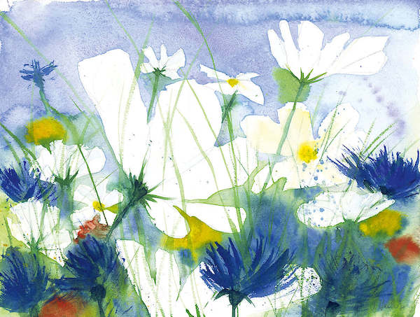 Array Weisse Cosmea und Kornblumen von Dieter Hecht
