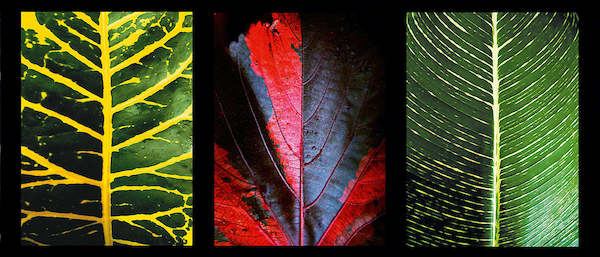 100cm x 42cm Three Leaves von Roberto Scaroni