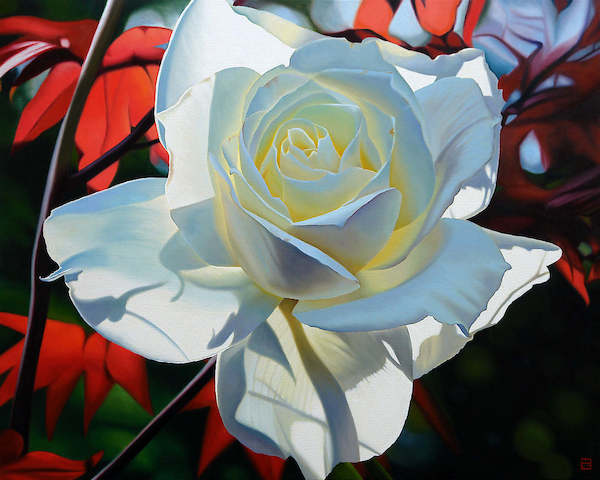 Array Summer's Last Rose von Michael Schuh
