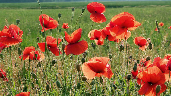 Array Sommerflirren von Sigi Loew