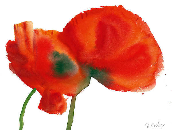Array Mohnblüten Duo von Dieter Hecht
