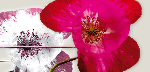 Array Anemonen-Duo II von Frauke Meszaros