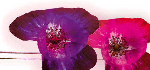 Array Anemonen-Duo I von Frauke Meszaros