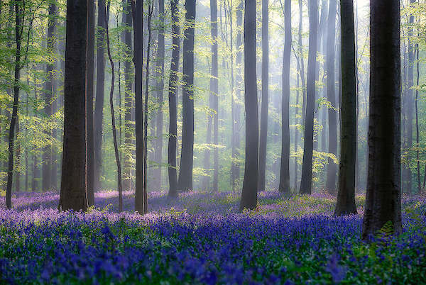 cm x cm Bluebells von Adrian Popan