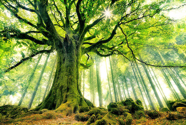 Array Ponthus' Beech von Christophe Kiciak