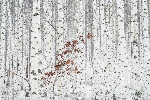 Array From White von HAN dong hee