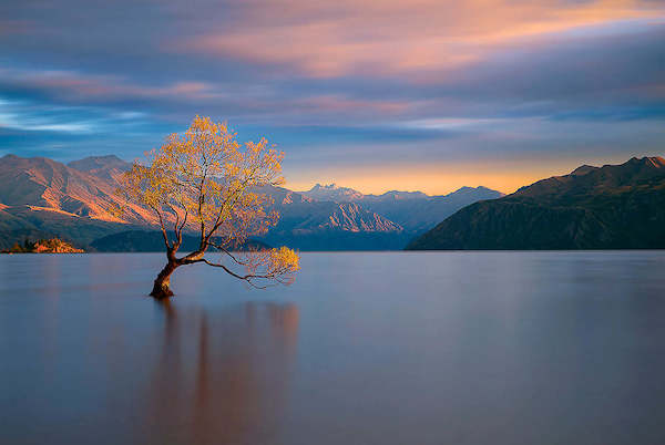 Array Morning Glow von Renee Doyle