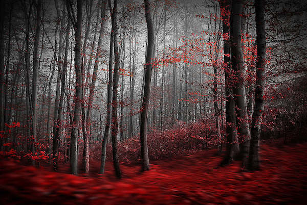 Array Bloody River von Samanta Krivec