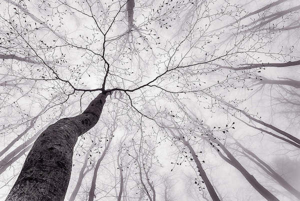 Array A view of the tree crown von Tom Pavlasek