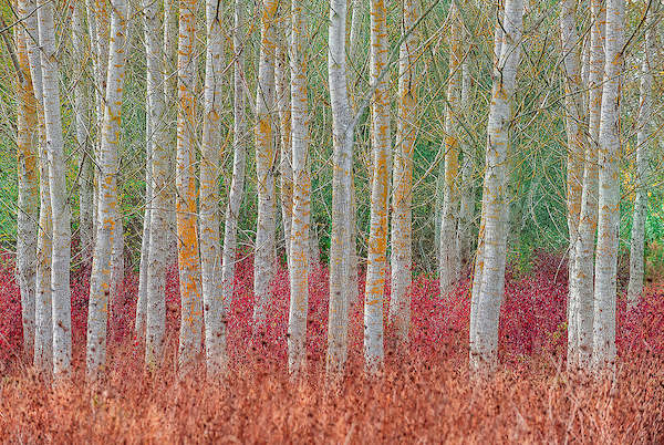 Array Birch forest von Jure Kravanja