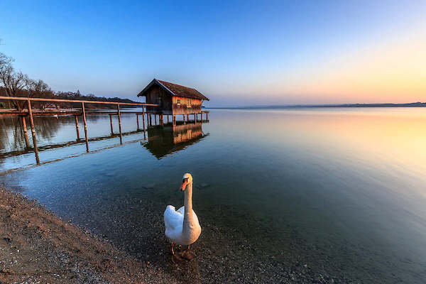Array Schwan am Ammersee von Markus Scholz