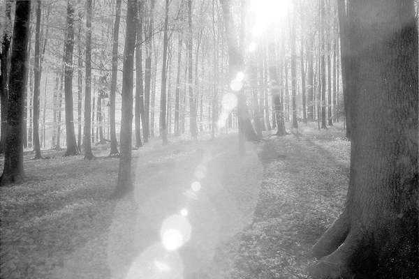 Array Wald von Martin Steiner