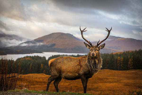 Array Scottish Stag von Adrian Popan