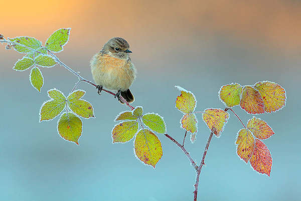 Array Winter colors von Andres Miguel Dominguez