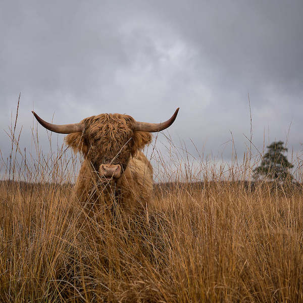 Array It wasn't me von Gert van den Bosch