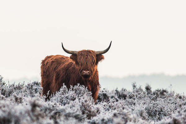 Array Highlander von Jaap van den Helm