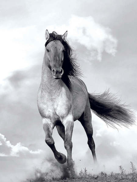 60cm x 80cm Mane in the wind von Blonde Attitude