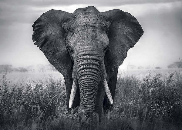 70cm x 50cm Eléphant von BRAUN STUDIO