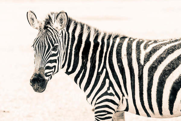 Array Zebra II von Toby Seifinger