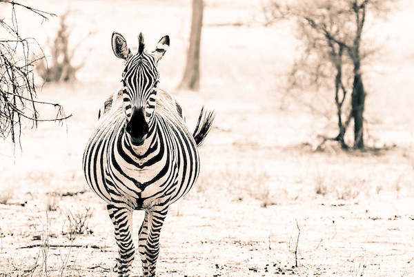 Array Zebra I von Toby Seifinger