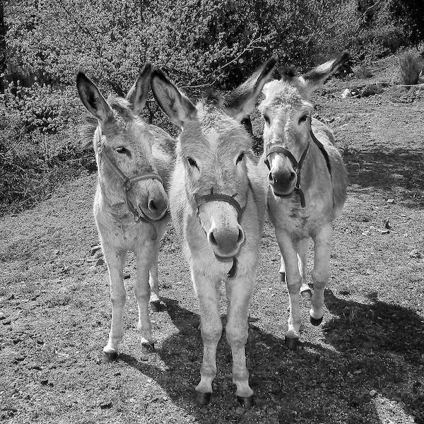 Array Trio von Bernhard Böser
