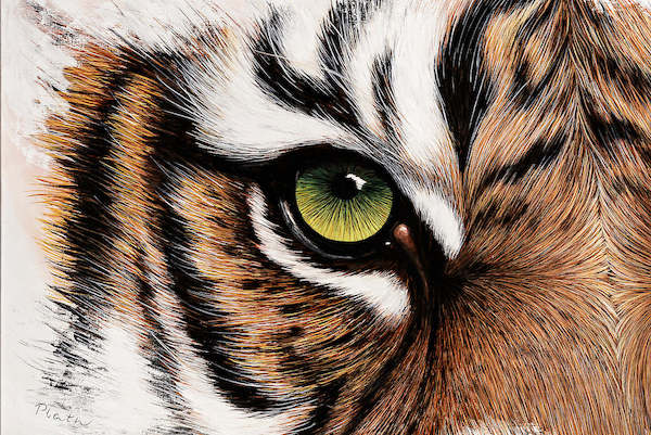 Array Tiger Augenblick von Jutta Plath