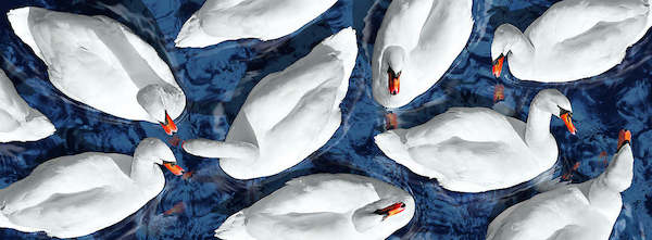 Array Swan Lake von Roberto Scaroni