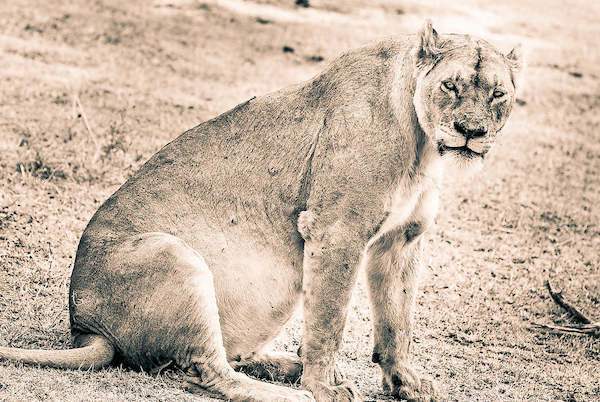 Array Lion-Mom von Toby Seifinger