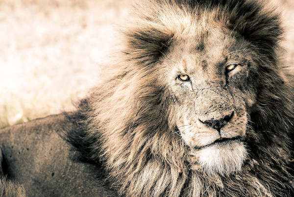 Array Lion-King von Toby Seifinger