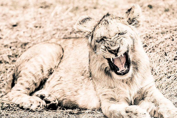 Array Lion-Baby von Toby Seifinger