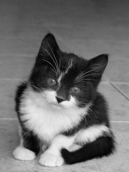 Array Kleiner Kater von Bernhard Böser