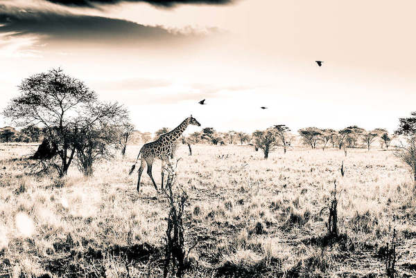 Array Giraffe von Toby Seifinger