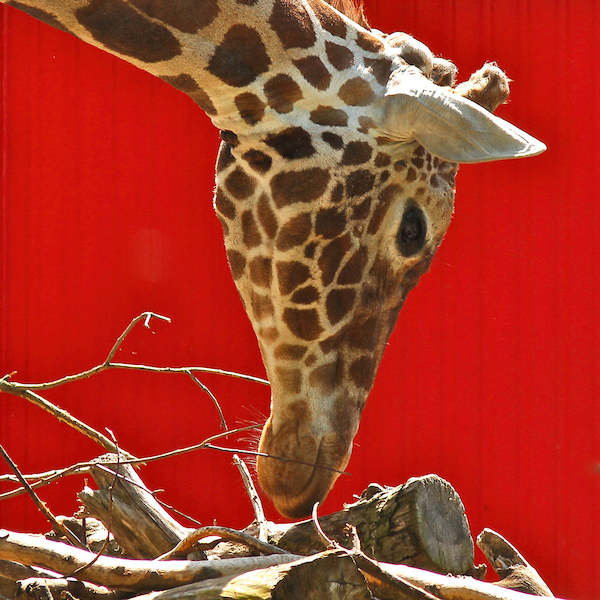Array Giraffe von Bernhard Böser