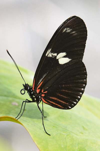 Array Butterfly Beauties IV von Florian Dürmer