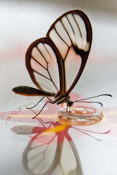Array Butterfly Beauties III von Florian Dürmer
