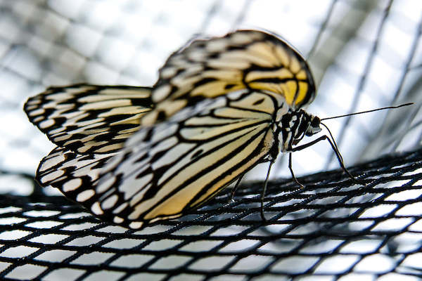 Array Butterfly Beauties II von Florian Dürmer