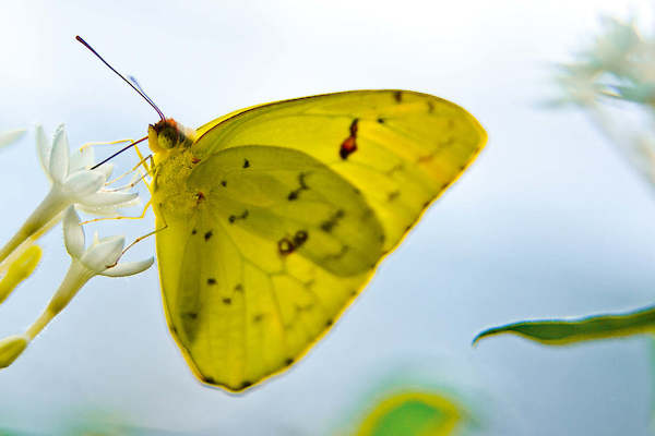Array Butterfly Beauties I von Florian Dürmer