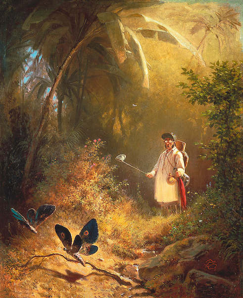 Array Der Schmetterlingsfänger von Carl Spitzweg