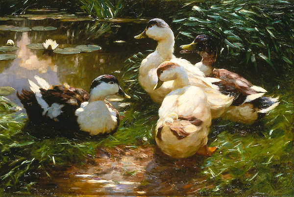 Array Enten am Seerosenteich von Alexander Koester