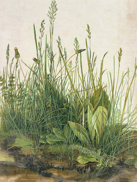 Array Das grosse Rasenstück von Albrecht Dürer