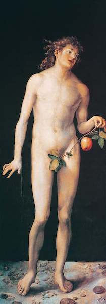 Array Adam von Albrecht Dürer