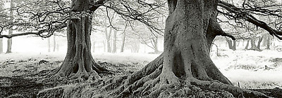 95cm x 33cm Exmoor - Devon - England von Helmut Hirler