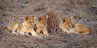 Array Lions Cub von Xavier Ortega