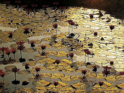 80cm x 60cm Lotus Pond von Matthias Baumann