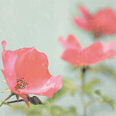 Array Botanical Romance von Tom Lambert