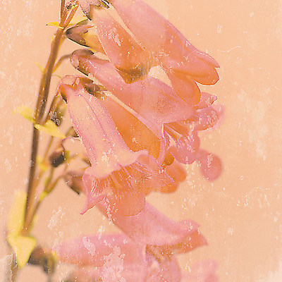 Array Romantic Foxglove von Tom Lambert