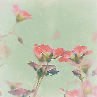 Array Romantic Meadow von Tom Lambert