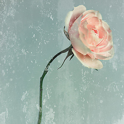 Array Romantic Pink Rose von Tom Lambert