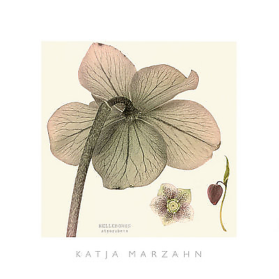 51cm x 51cm Hellebore II von MARZAHN,KATJA
