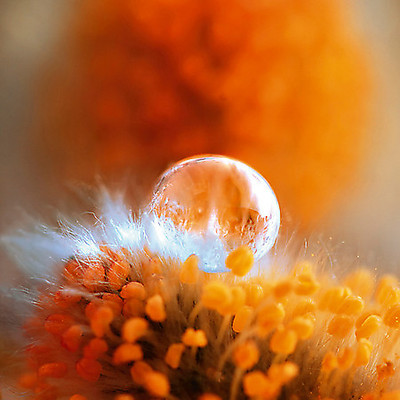 Array Eternal Flame von Lily Andrea Seidel